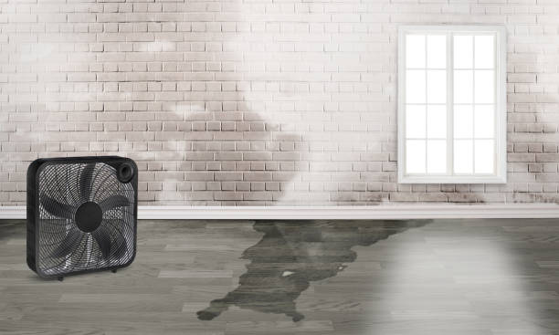 Best Water damage cleanup near me  in Evergreen, MT